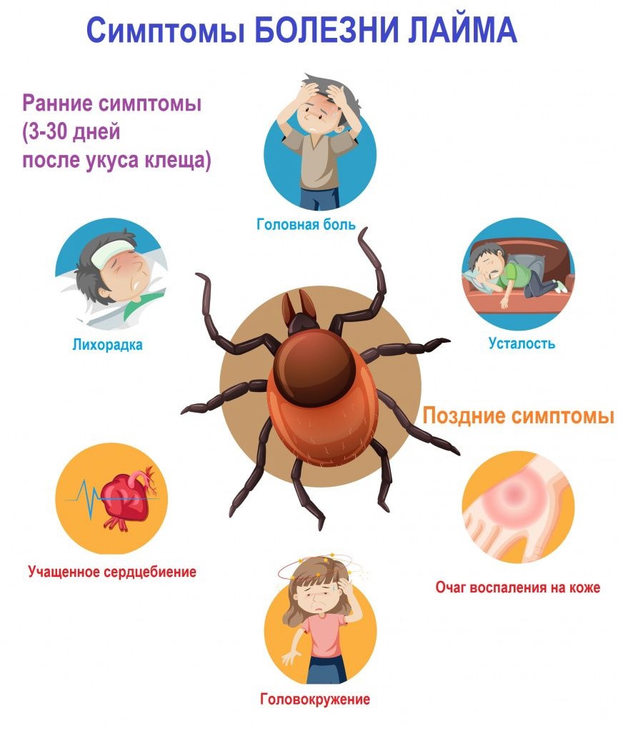 Клещи